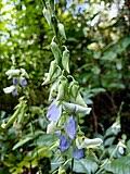 Image result for Crotalaria pallidicaulis