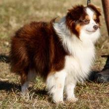 Saddle brook farm is the best place to buy a pup. Puppyfind Toy Australian Shepherd Puppies For Sale