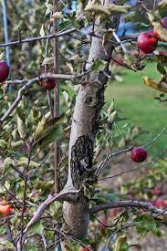 We did not find results for: Fire Blight Spreads Northward Threatening Apple Orchards The New York Times