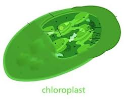 Chloroplast are found in plant cells and they are used to make food for the plant through photosynthesis. Chloroplast Structure Function Expii