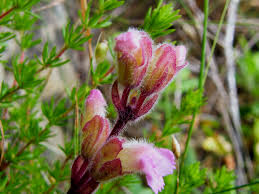 Image result for Harveya