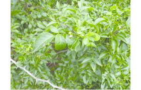 Image result for Clausena anisata