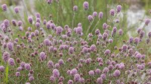 Image result for Stoebe