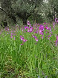 Image result for Gladiolus juncifolius