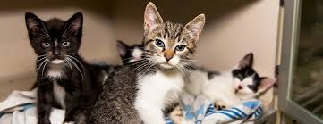 View all cats & kittens for adoption and sort by closest to you so you can find the perfect kitty quickly. Aspca Kitten Nursery Caring For Neonatal Cats Aspca