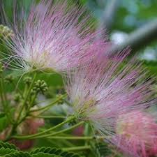 Image result for Albizia grandibracteata
