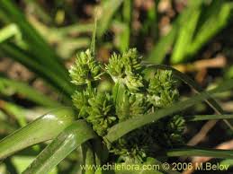 Image result for Cyperus sp.no.3
