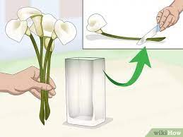 The other common name is arum lily. 3 Ways To Keep Cut Calla Lilies Fresh Wikihow