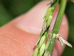 Image result for Digitaria setifolia