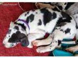 Minimum of 4 dogs earning titles Puppyfinder Com Great Dane Puppies Puppies For Sale Near Me In Colorado Usa Page 1 Displays 10