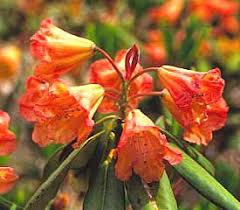 Rhododendron Orange Marmalade Rhododendron Plant Rhododendron Plants