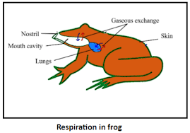 What Is Correct About Breathing In Adult Frogs A In Class 11 Biology Cbse