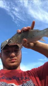 Is this a silver carp and should it be removed?