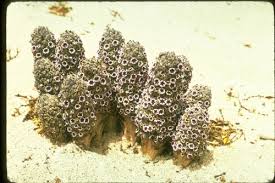 Select the department you want to search in. Desert Christmas Tree Pholisma Arenarium