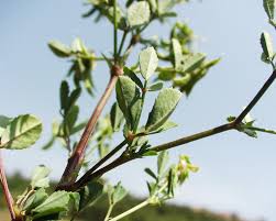 Image result for Trigonella