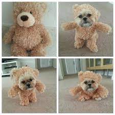 How To Make A Walking Teddy Bear Costume For Your Dog Make Teddy Bear Costume Teddy Bear Dog Small Dog Costumes
