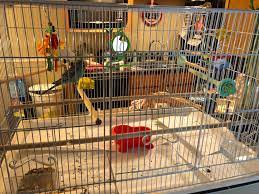 This can be used for animals, supplies or both. Gf And I Went To A Local Exotic Pet Store To Just Look Around Came Home With This Big New Used Cage For 20 Now Leia Has Much More Room To Fly And