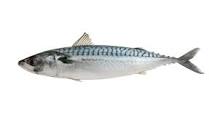 MACKEREL definition and meaning | Collins English Dictionary