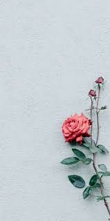 30, wallpaper, bunga, cantik, deloiz, wallpaper name : Gambar Bunga Cantik Dan Indah Flower Wallpaper Floral Wallpaper Rose Wallpaper