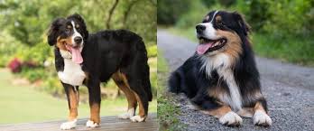 Farm kitten (19) apply farm kitten filter ; Bernese Mountain Dog Australian Shepherd Mix Let S Get To Know It