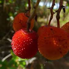C Est L Automne Bientot La Cueillette De L Arbouse Fruit Rouge Bassindarcachon Arbouse Arbousier Gourmandise Food Inst Fruit Instagram Strawberry
