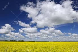 We are a community of business owners and professionals working together to build our industry, share knowledge and best practices, and build careers by joining together, solving common problems and sharing solutions. Agricultural Landscape Of Canola Or Rapeseed Farm Field In Manitoba Stock Photo Picture And Royalty Free Image Image 8163250