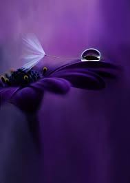 Drop Flower Purple Flowers Wallpaper Purple Love Iphone Wallpaper Landscape