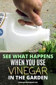 Why it can be dangerous to use vinegar to kill weeds? See What Happens When You Use Vinegar In The Garden Garden Remedies Garden Help Garden