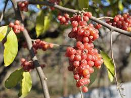 Autumn Olive Invasive Species How To Control It