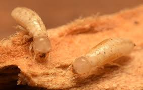 Drywood termites nest inside of the wood they. Tucson Property Owners Handy Guide To Drywood Termite Control Pest Friends