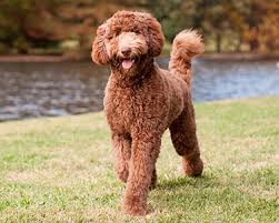 labradoodle dog breeds purina australia