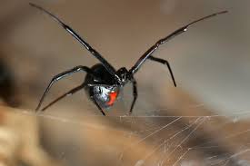 How do i prevent spider bites from black widows? Black Widow Spider Bite Poisoning In Cats Symptoms Causes Diagnosis Treatment Recovery Management Cost
