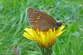 Image result for Satyrium orbiculare
