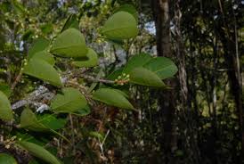 Image result for Erythroxylum emarginatum