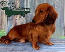 Eledox Born To Boogie Red Dapple Longhair Elegant Dachshunds Dachshund Animals Doxie