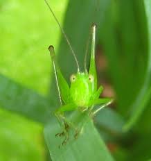 Free Photo Grasshopper Baby Baby Grasshopper Leaf Free Download Jooinn
