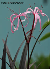 Image result for Crinum harmsii