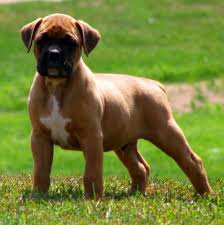 Boxer Dog Breed Sometimes some people actually want to get one of our dogs but have never owned a boxer dog before. boxer dog breed