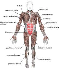 The muscles of the human body can be categorized into a number of groups which include muscles relating to the head and neck, muscles of the torso or trunk, muscles of the upper limbs, and muscles of the lower limbs. The Organ Systems Muscular Wikibooks Open Books For An Open World