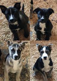 We did not find results for: Culver City Ca German Shepherd Dog Meet Husky Shepherd Mix 5 A Pet For Adoption
