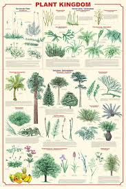 plant kingdom laminated poster