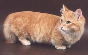 Munchkin bisa jadi salah satu pilihan. Daftar Harga Kucing Munchkin Hari Ini Mei 2021 Terbaru Farmbos Com