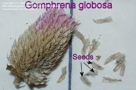 Pin On Garden Ideas