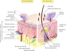 the skin boundless anatomy and physiology