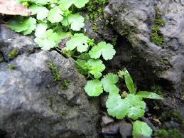 Image result for Hydrocotyle sibthorpioides