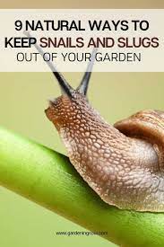 Pin On Garden Pests