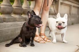 The french bulldog is harder to train than most other dog breeds. French Bulldog Rescue Groups Lovetoknow