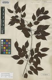 Image result for Maprounea