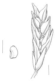 Image result for Eragrostis tef