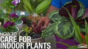 They catch small insects on their sticky leaves and have stunning flowers that surpass. Care For Houseplants